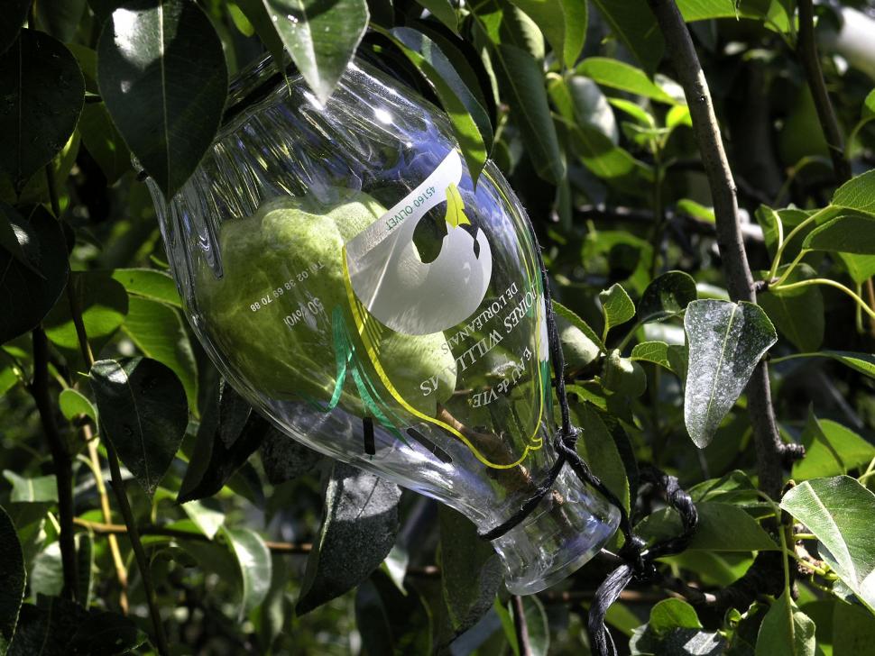 carafe-de-poire-d-olivet-sur-l-arbre.jpg